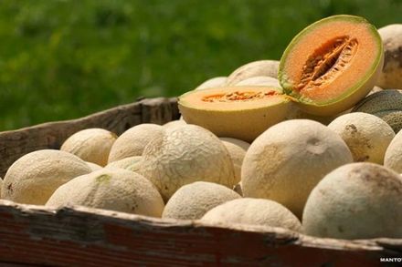 Italian Melon