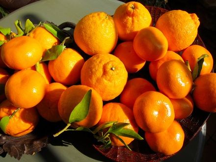 Japanese Citruses
