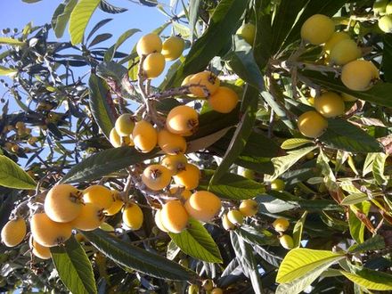Japanese Loquat