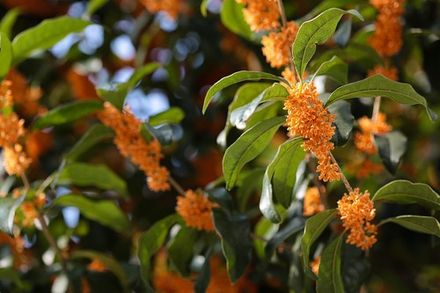 Japanese Osmanthus