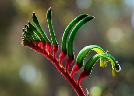 Kangaroo Paw