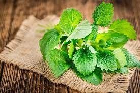 Lemon Balm
