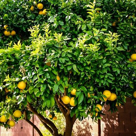 Lemon Tree