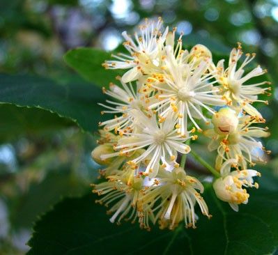 Lime (Linden) Blossom