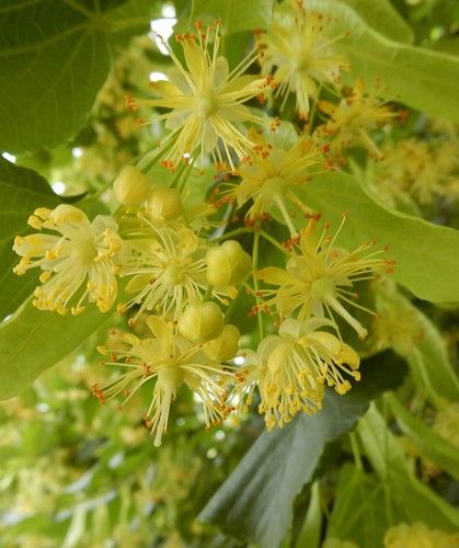 Linden Blossom