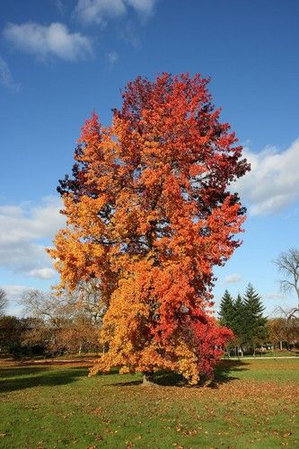 Liquidambar