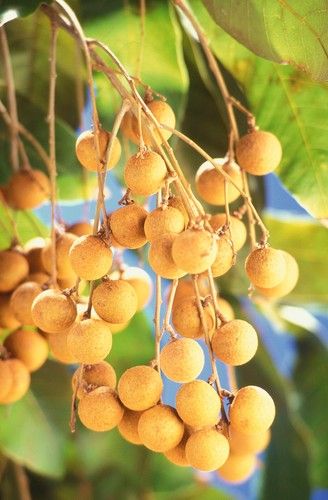 Longan Berries