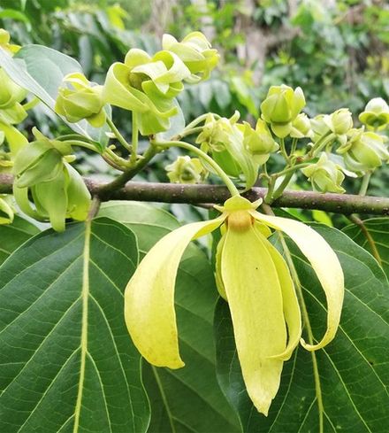 Madagascar Ylang-Ylang