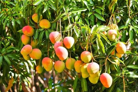 Mango Tree