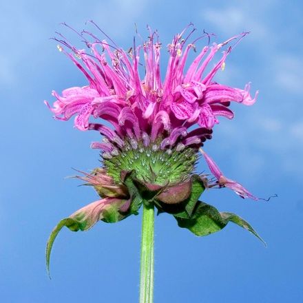 Monarda