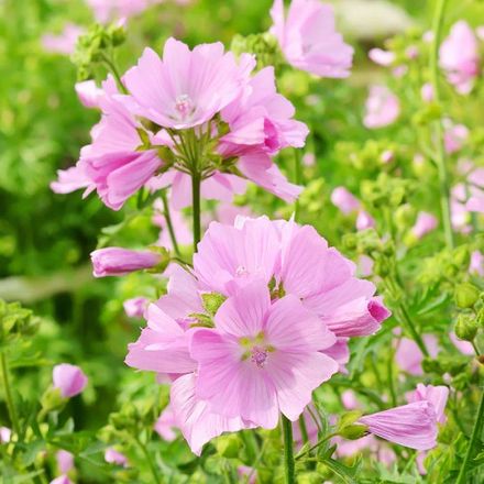 Musk Mallow