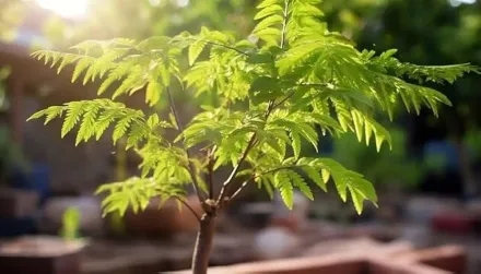 Neem tree