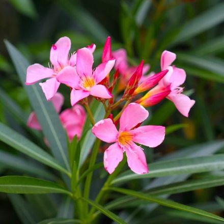 Nerium Oleander