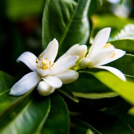 Neroli
