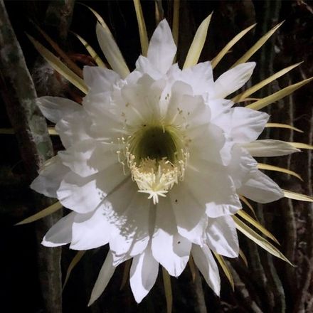 Night blooming Cereus