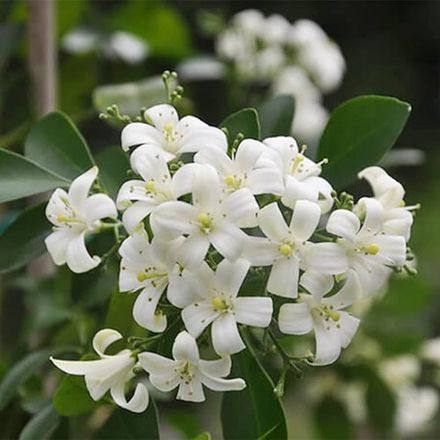 Night Blooming Jasmine