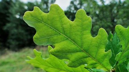 Oak Leaves