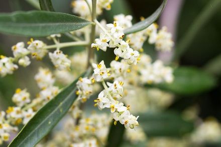 Olive Blossom