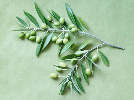 Olive Leaf