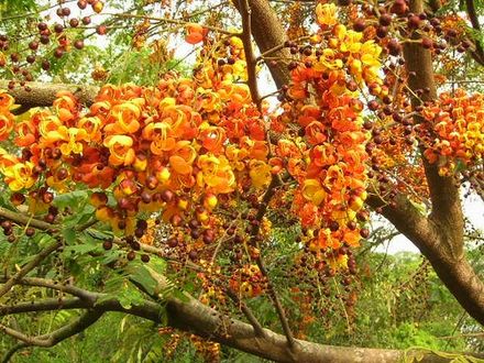 Orange Cassia Tree