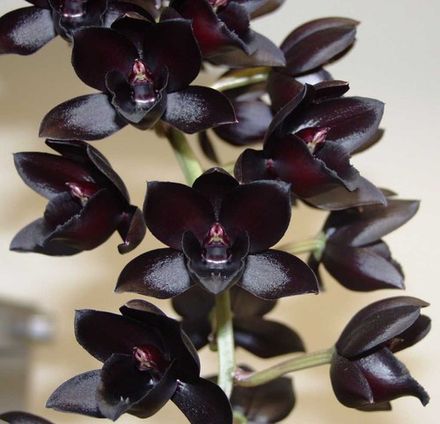 Orchid Black Diamond
