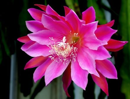 Orchid Cactus