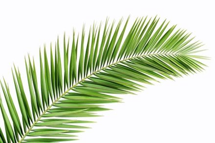 Palm Leaf