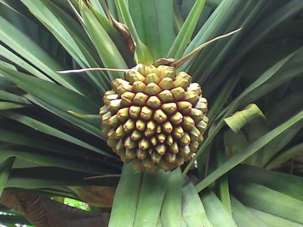 Pandanus