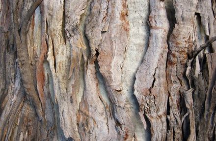 Paperbark