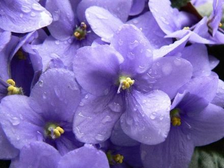 Parma Violet