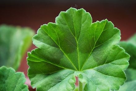 Pelargonium Leaf