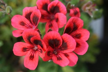 Pelargonium