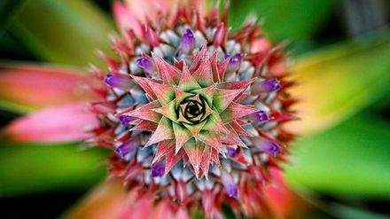 Pineapple blossom