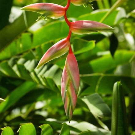 Pink Flamingo Heliconia