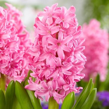 Pink Hyacinth