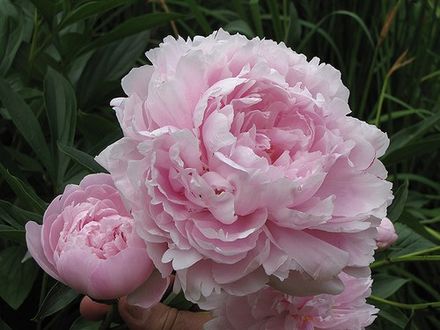 Pink Peony