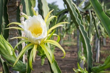 Pitahaya Flower
