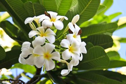 Plumeria