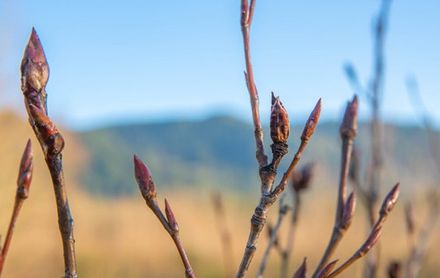 Poplar buds