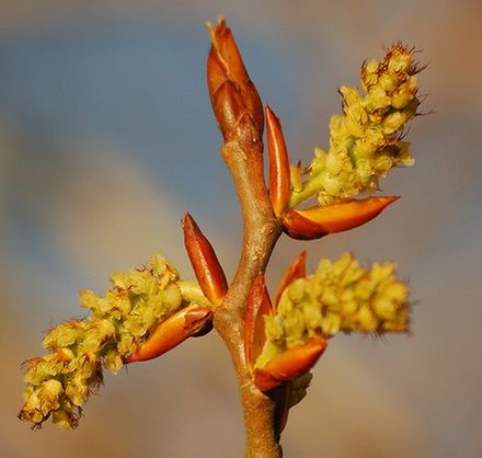Poplar (Populus) buds