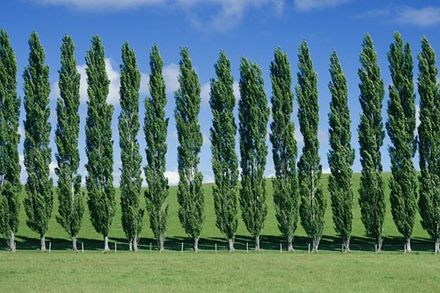 Poplar
