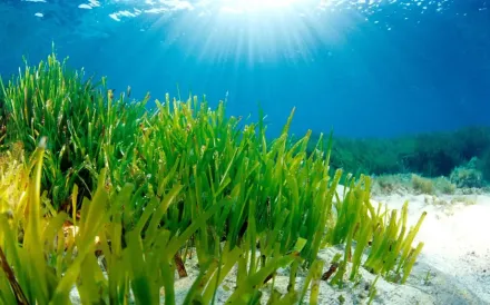 Posidonia