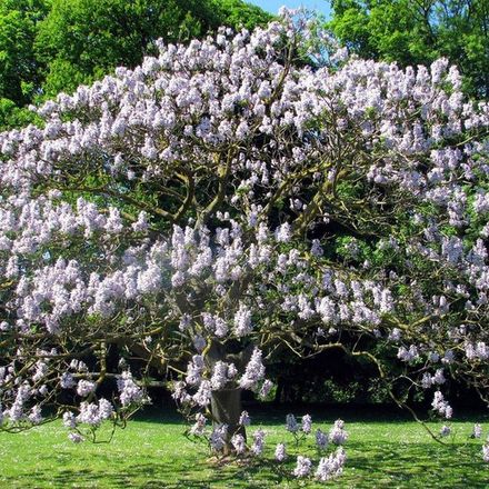 Princess Tree or Paulownia