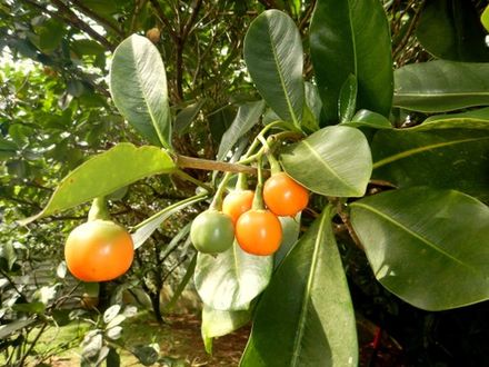 Pua keni keni (Pua-lulu)