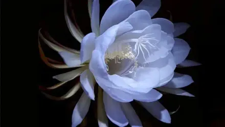 Queen of the Night Flower