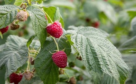 Raspberry Leaf