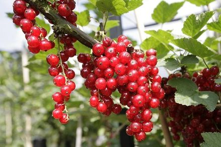 Red Currant