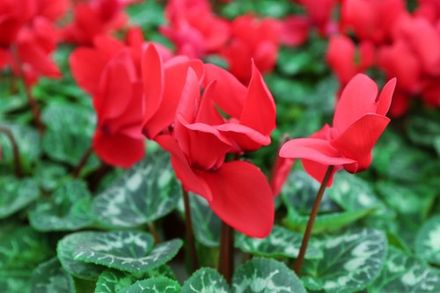 Red Cyclamen
