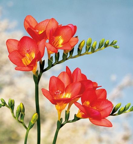 Red Freesia