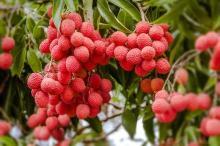 Red Litchi